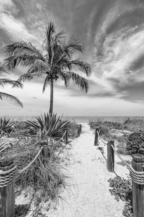 Picture of PATH TO THE BEACH - MONOCHROME