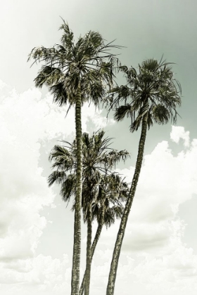 Picture of PALM TREES AND SKY | VINTAGE