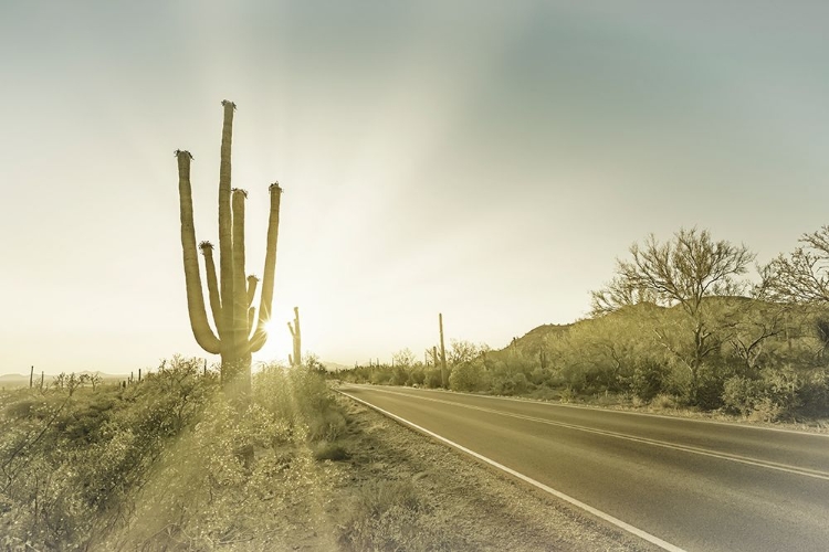 Picture of SAGUARO NATIONAL PARK SETTING SUN | VINTAGE