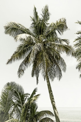 Picture of PALM TREES BY THE OCEAN | VINTAGE