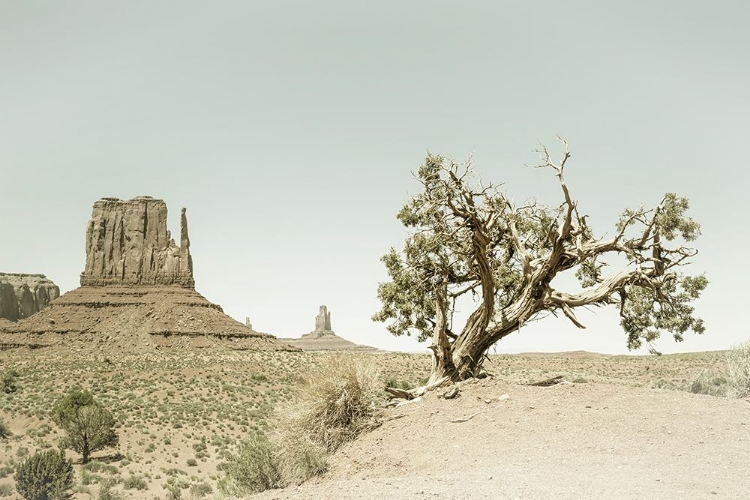 Picture of MONUMENT VALLEY VINTAGE WEST MITTEN BUTTE AND TREE