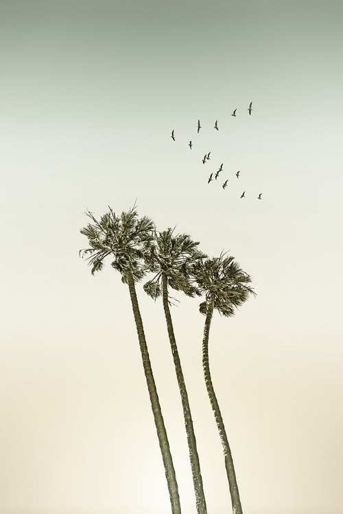 Picture of VINTAGE MINIMALIST PALM TREES A SUNSET