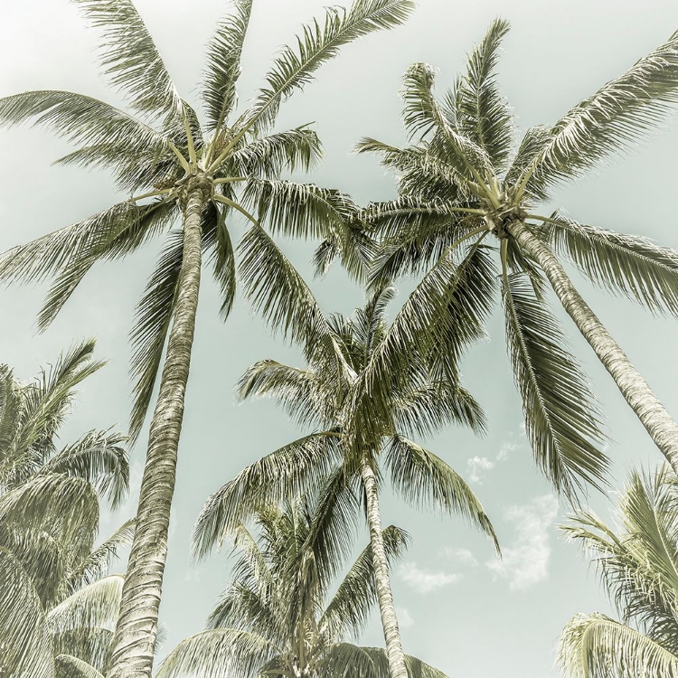 Picture of LOVELY VINTAGE PALM TREES