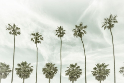 Picture of CALIFORNIA VINTAGE PALM TREES