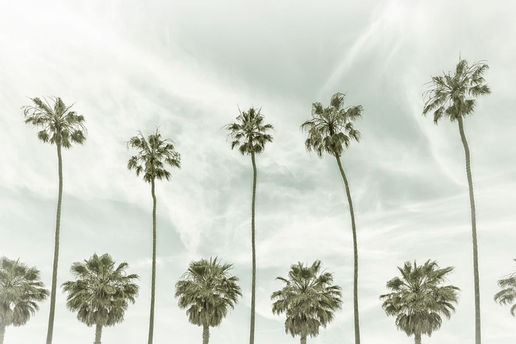 Picture of CALIFORNIA VINTAGE PALM TREES