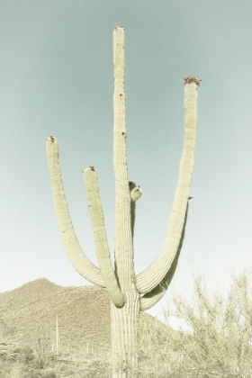 Picture of SAGUARO NATIONAL PARK VINTAGE GIANT SAGUARO