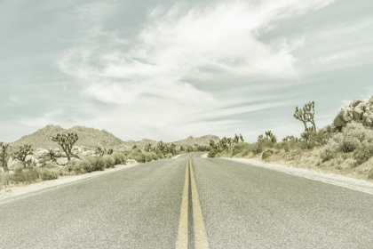 Picture of VINTAGE JOSHUA TREES