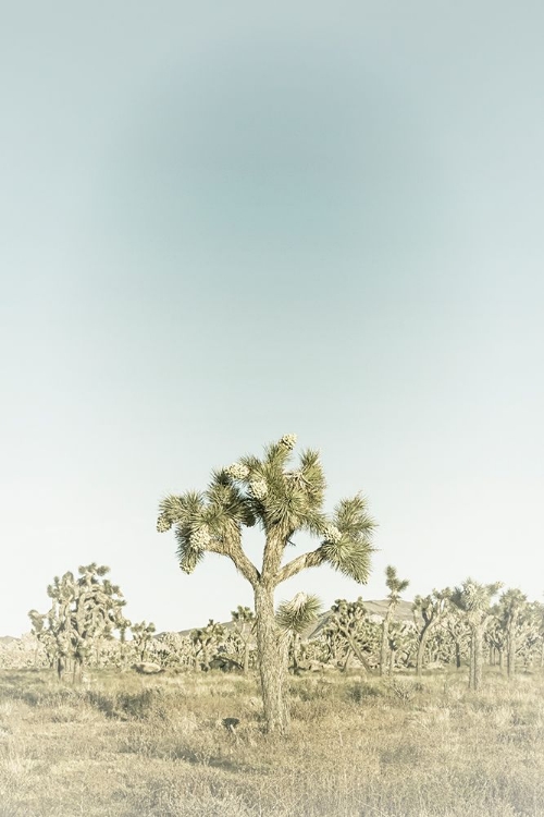 Picture of VINTAGE JOSHUA TREE NATIONAL PARK