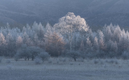 Picture of AUTUMN AND WINTER IN CLOSE PROXIMITY