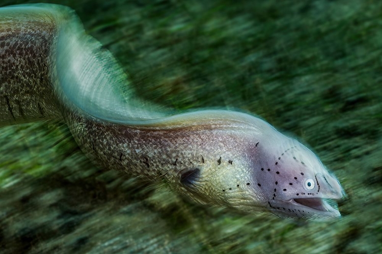 Picture of MORAY EEL