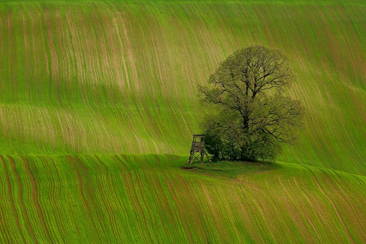 Picture of SPRING FIELD