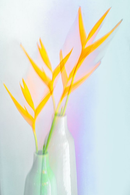 Picture of STILL LIFE WITH FLOWER (HELICONIA)