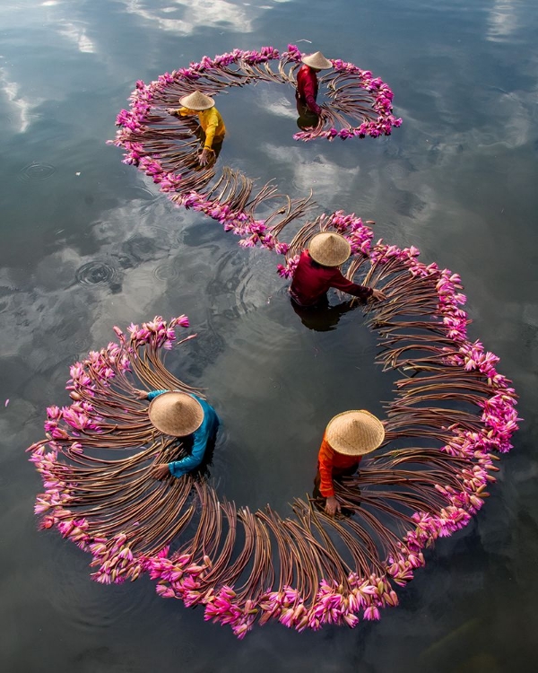 Picture of HARVESTING WATER LILY