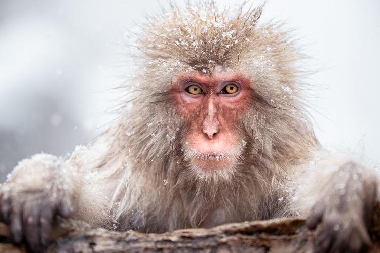 Picture of A SNOW MONKEY