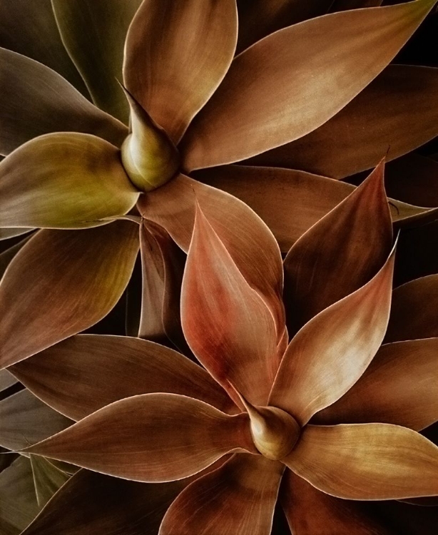 Picture of FOXTAIL AGAVE ABSTRACT