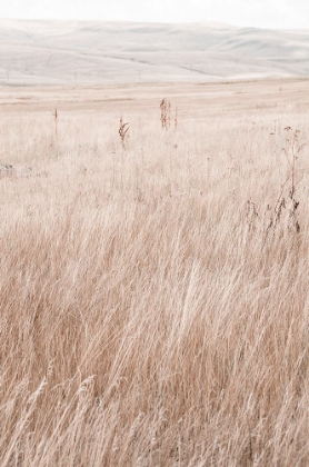 Picture of GRASS IN THE MOUNTAINS