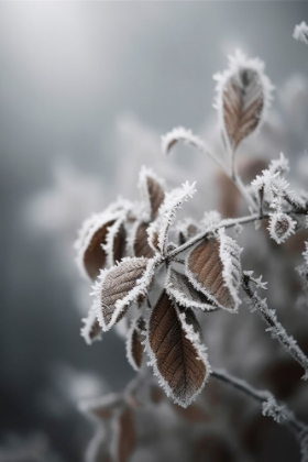 Picture of FROZENNATURE