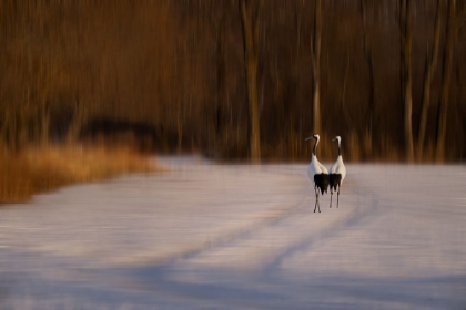 Picture of WALK IN DUSK