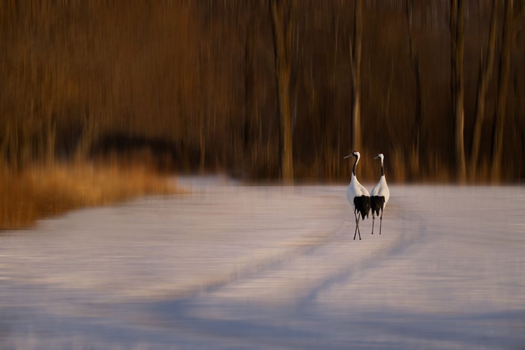 Picture of WALK IN DUSK