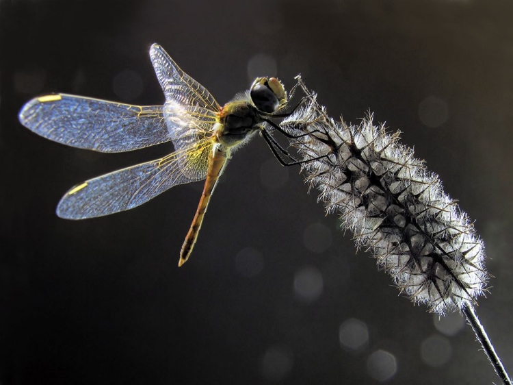 Picture of DRAGONFLY