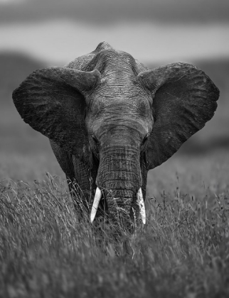 Picture of ELEPHANT