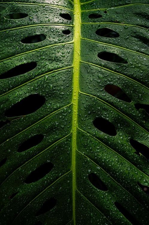 Picture of MONSTERA SWISS CHEESE PLANT