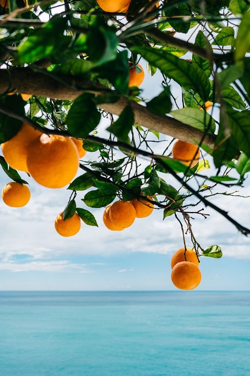 Picture of AMALFI COAST ORANGES IV