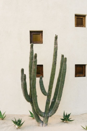 Picture of CABO CACTUS IX