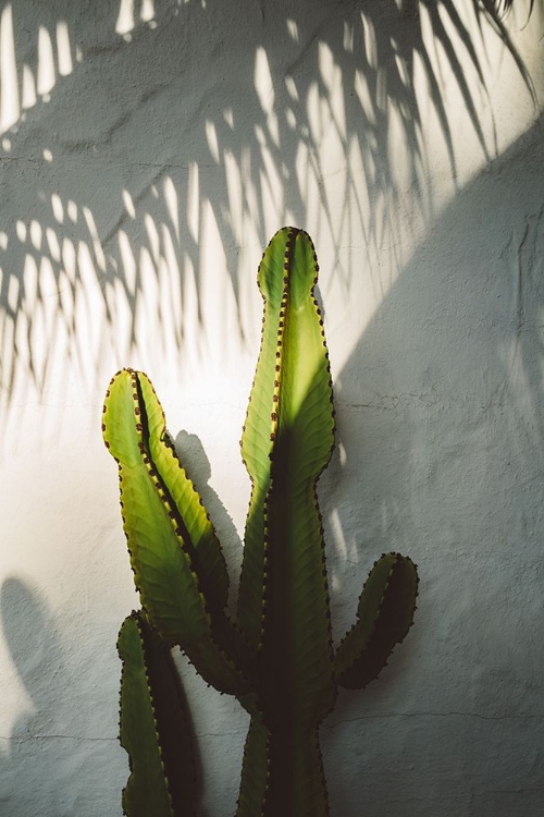 Picture of SOCAL SHADOWS