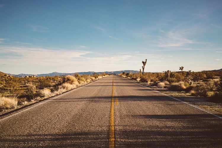 Picture of JOSHUA TREE ROAD