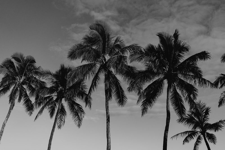 Picture of HAWAIIAN PALMS