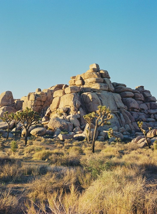 Picture of JOSHUA TREE SUNSET