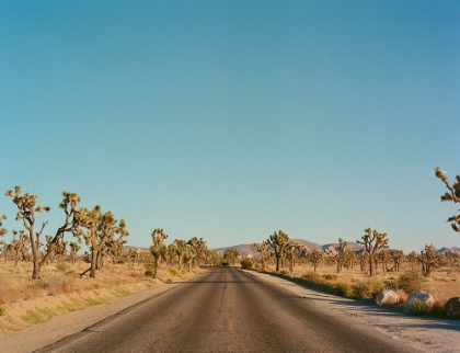 Picture of JOSHUA TREE ROAD