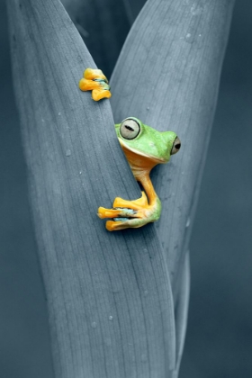 Picture of PEEKING OUT FROM BEHIND THE LEAVES