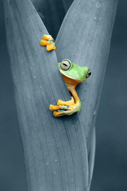 Picture of PEEKING OUT FROM BEHIND THE LEAVES