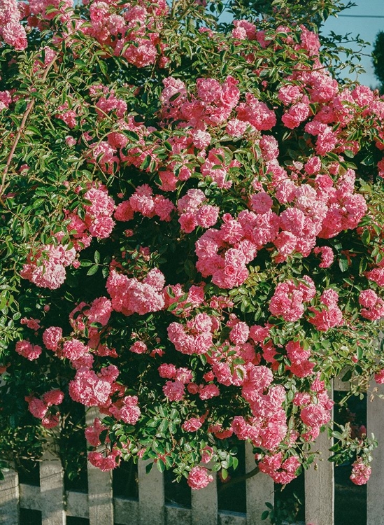 Picture of CANNON BEACH BLOOMS