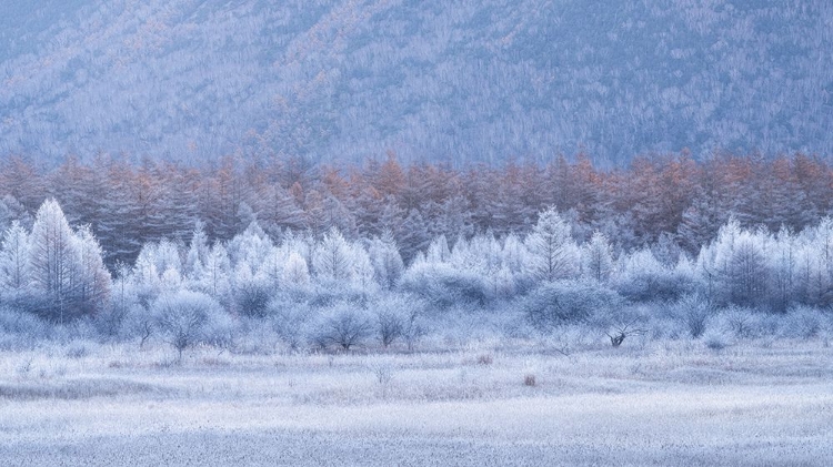 Picture of AUTUMN AND WINTER LAYERS