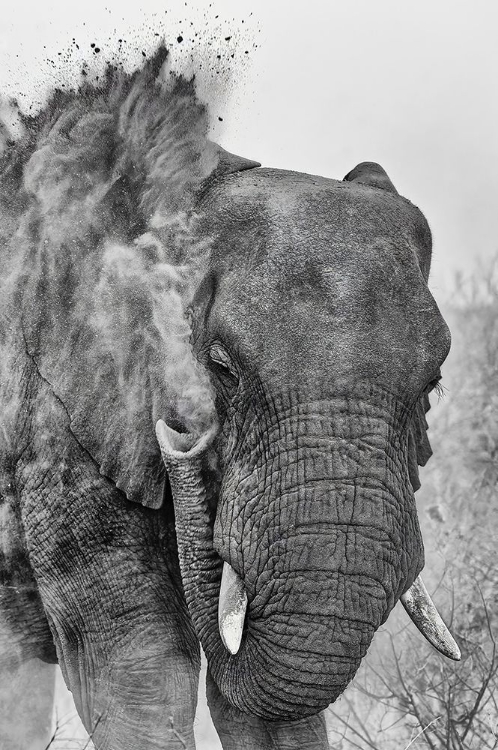 Picture of DUST BATH