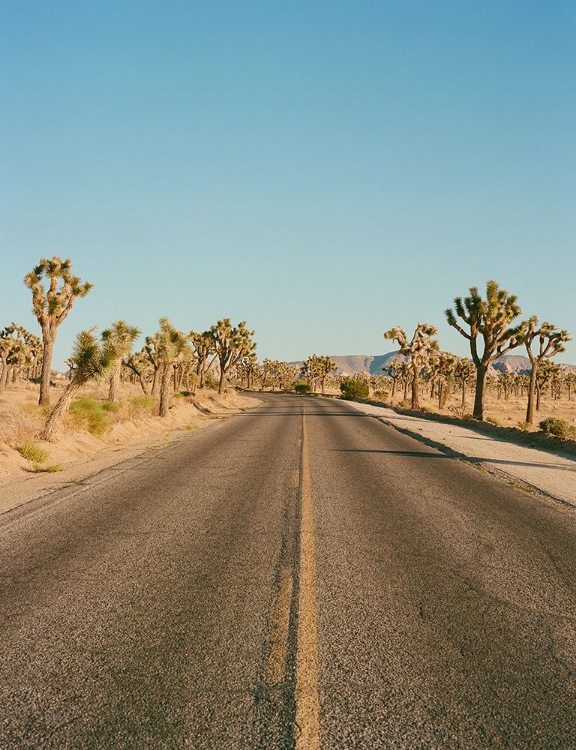 Picture of JOSHUA TREE ROAD II