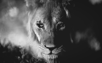 Picture of KALAHARI KING