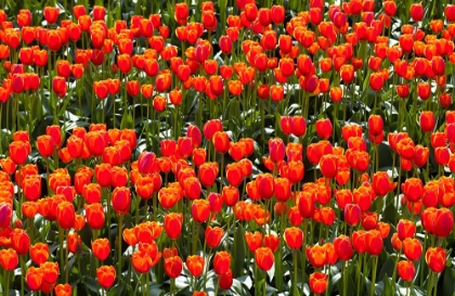 Picture of RED TULIPS