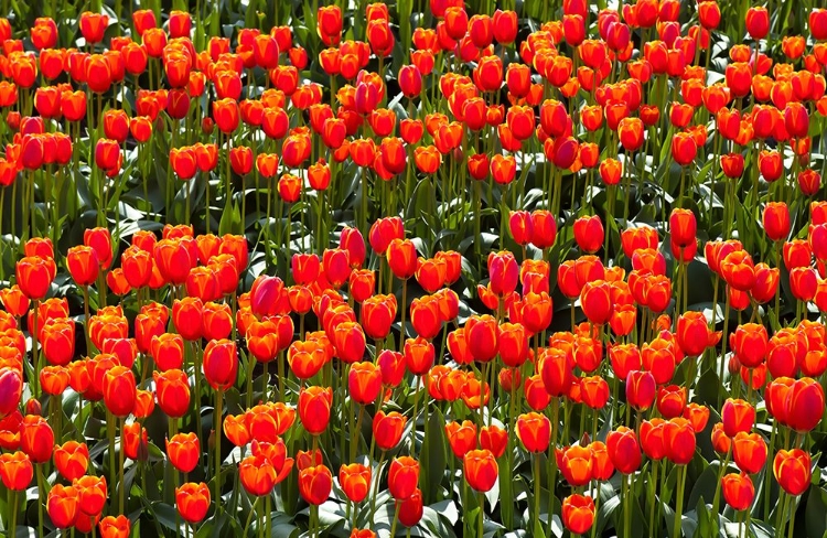 Picture of RED TULIPS