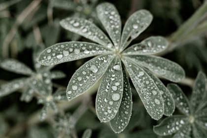 Picture of BLUE LUPINE #4