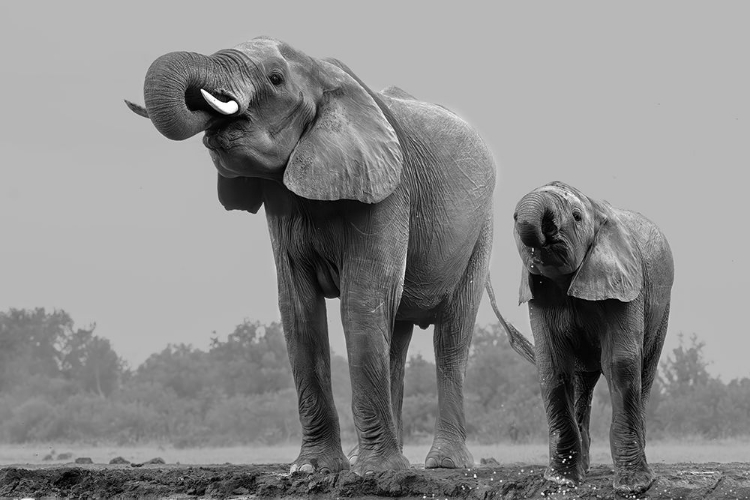 Picture of ELEPHANTS