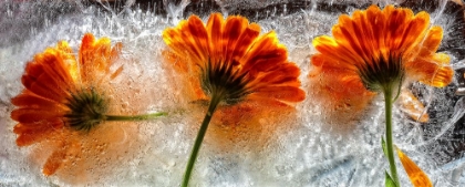 Picture of FROZEN MARIGOLD