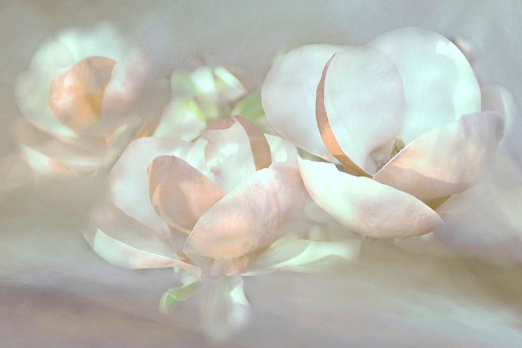 Picture of MAGNOLIA DREAMS