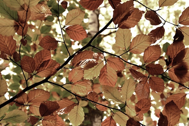 Picture of AUTUMN LEAVES