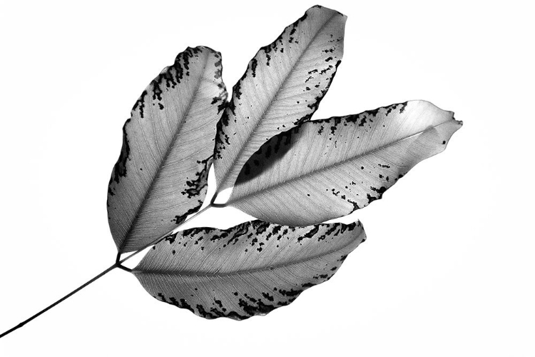 Picture of BRANCHES AND LEAVES