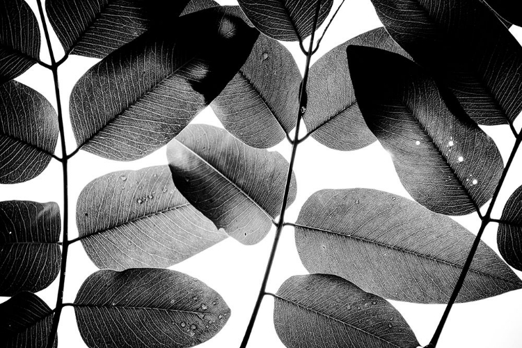 Picture of EXPERIMENTS WITH LEAVES II