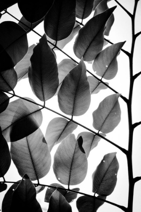 Picture of BRANCHES AND LEAVES II